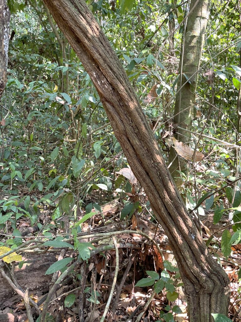 Liana de ayahuasca centenaria