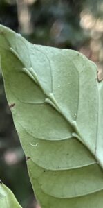 Característica del reverso de la hoja de chakruna