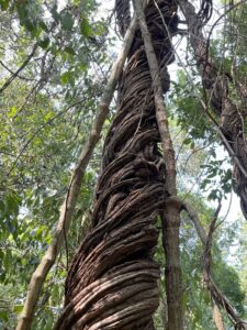 Falsa ayahuasca, paseo saludable por la selva.