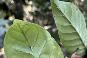 Paseo saludable por la selva, hoja de Chakruna