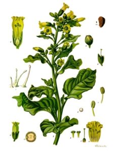 Nicotiana rustica, imagen del tabaco amazónico.